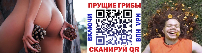 Псилоцибиновые грибы Psilocybine cubensis  где купить наркоту  Новоузенск 